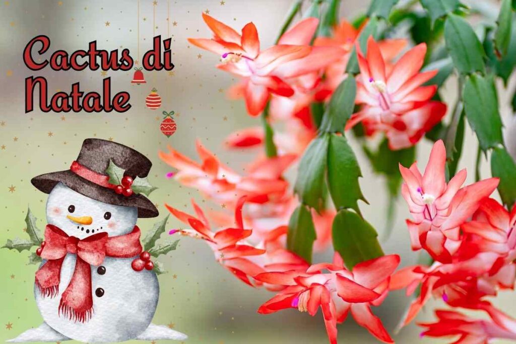 cactus di natale