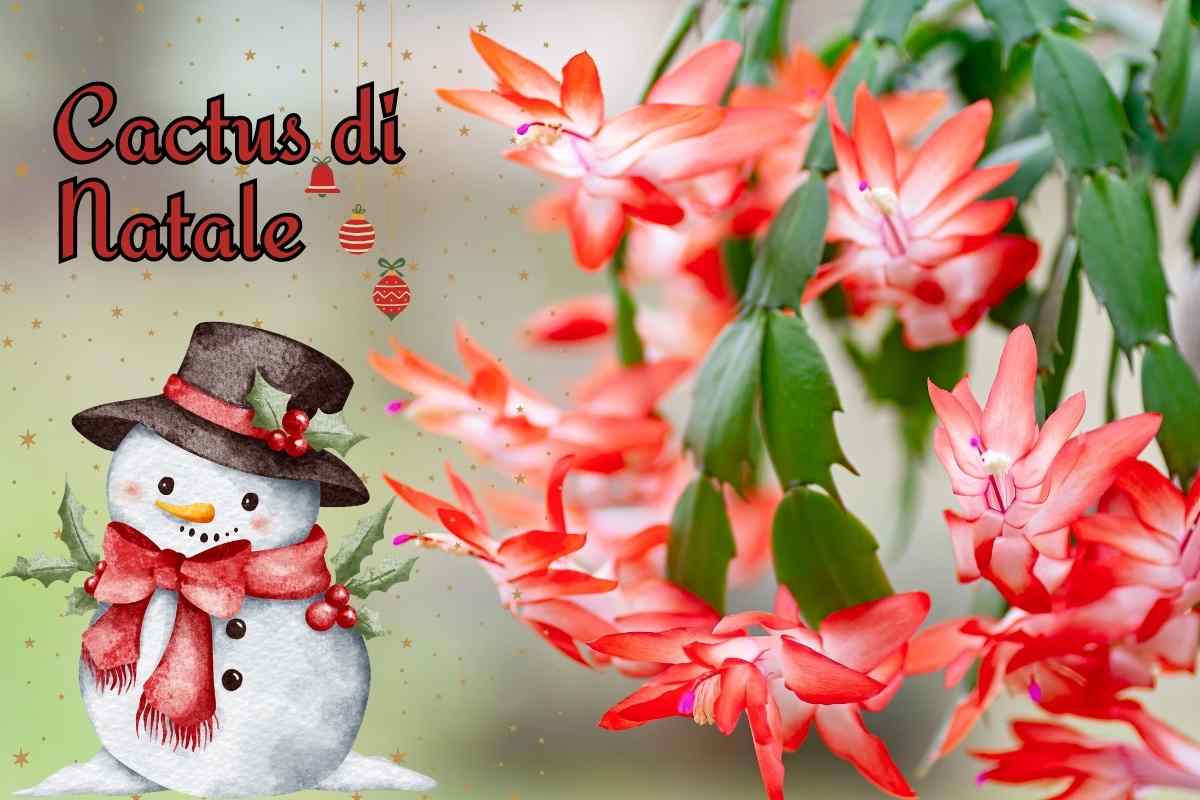 cactus di natale